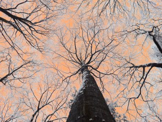 trees and branches, covered with snow in front of a vanilla sky