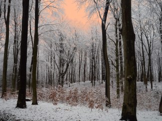 forrest with snow and a vanilla sky