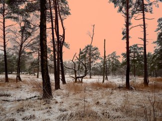 snow landscape with vanilla sky