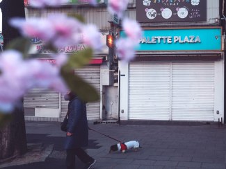 cherryblossom in street of Tokyo