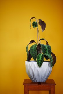 plant on a stoll in front of a yellow background