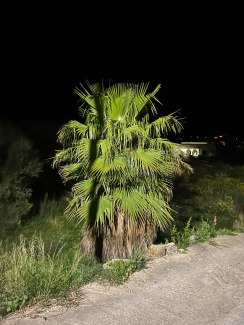 a palmtree at night