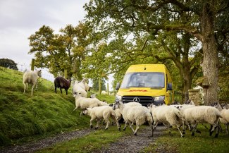 A yellow DHL delivery van waits on a country lane while a flock of sheep crosses the road in the English countryside.