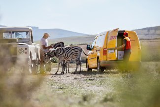 DHL express delivery to an zebra farm