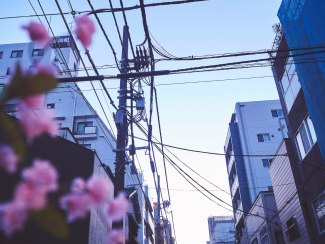 cherryblossom in street of Tokyo