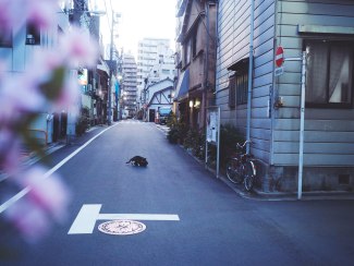 cherryblossom in street of Tokyo