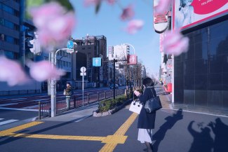 cherryblossom in street of Tokyo